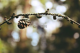 自來水,樹,落葉松