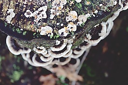 蘑菇,樹菌,樹樁