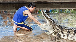 鱷魚,男人,顯示