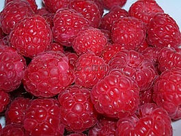 樹莓,紅色,漿果