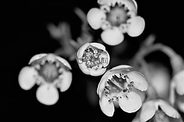 鮮花,白,性質(zhì)