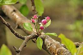 蘋(píng)果,花卉,水果