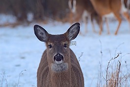 鹿,野生動物,哺乳動物