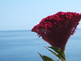 花,海邊,紅色