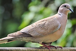 鴿子,鳥,街道聾