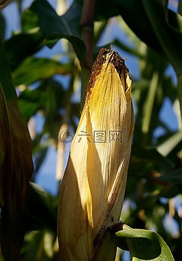 玉米,玉米棒,活塞