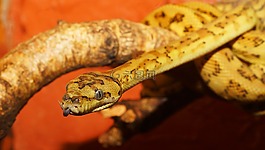 蛇,爬行動(dòng)物,python
