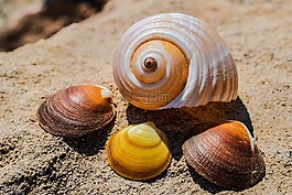 貝殼,海灘,海