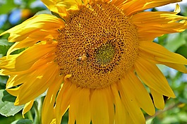 太陽花,蜜蜂,廠
