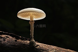 蘑菇,性质,木
