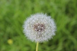 花卉,性質(zhì),花粉