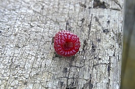 樹莓,甜,成熟