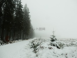 雪,林,針葉樹