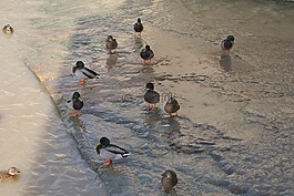 鴨,水,河
