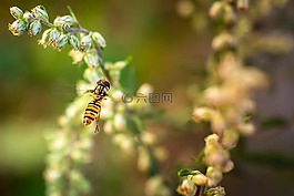 昆虫,hoverfly,自然