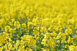 油菜,英格蘭,農(nóng)業(yè)