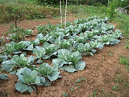 卷心菜,花園,生產(chǎn)