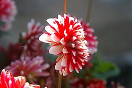 花,性質(zhì),太陽