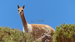 玻利维亚,高原,vicuña