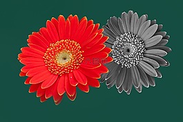 非洲菊,顏色,花園