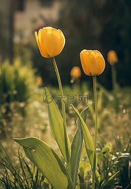 郁金香,花,盛開(kāi)