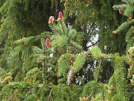 云杉,針葉樹,松果