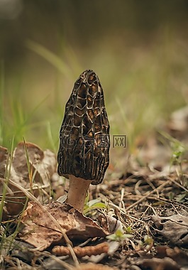 羊肚菌液體,蘑菇,宏