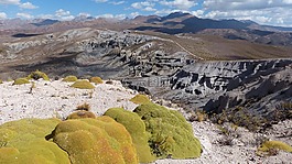 植物,yareta,沙漠