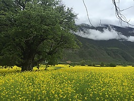西藏,林芝,雪山