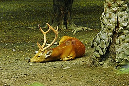 鹿,動物園,橙色