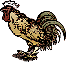 公雞,鳥,動物