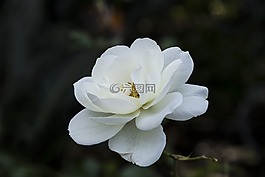 花,自然,植物區(qū)系