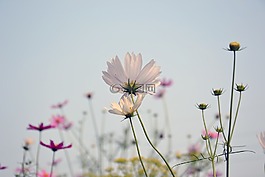 科斯梅亞,花卉,夏季花卉