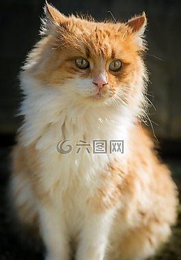 猫,在狗窝,国内的动物