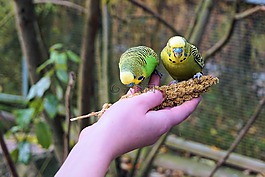 便宜,虎皮鸚鵡手上,飼喂
