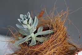 自然,植物區(qū)系,桌面