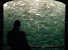 水族館,特內(nèi)里費(fèi),魚