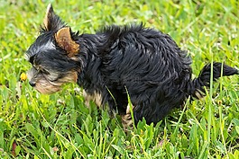 狗,小狗,動物