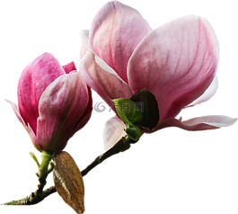 花,植物,性質(zhì)