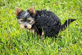 狗,小狗,動物