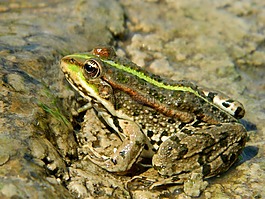 青蛙,沼泽,蟾蜍