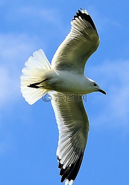海鷗,鳥,天空