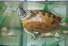 龜,水,水族館