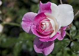 花,自然,植物區(qū)系