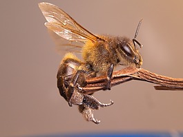 蜜蜂,昆蟲,花