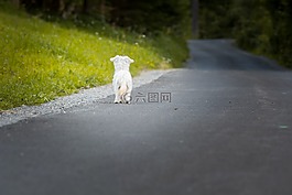 狗,動(dòng)物,寵物