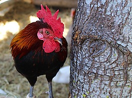 雞,鳥,動物