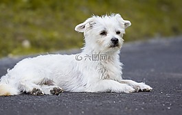 狗,白,白狗