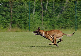 比利時(shí)牧羊犬馬林諾斯犬,狗,運(yùn)行