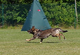 德國牧羊犬,運(yùn)行,狗